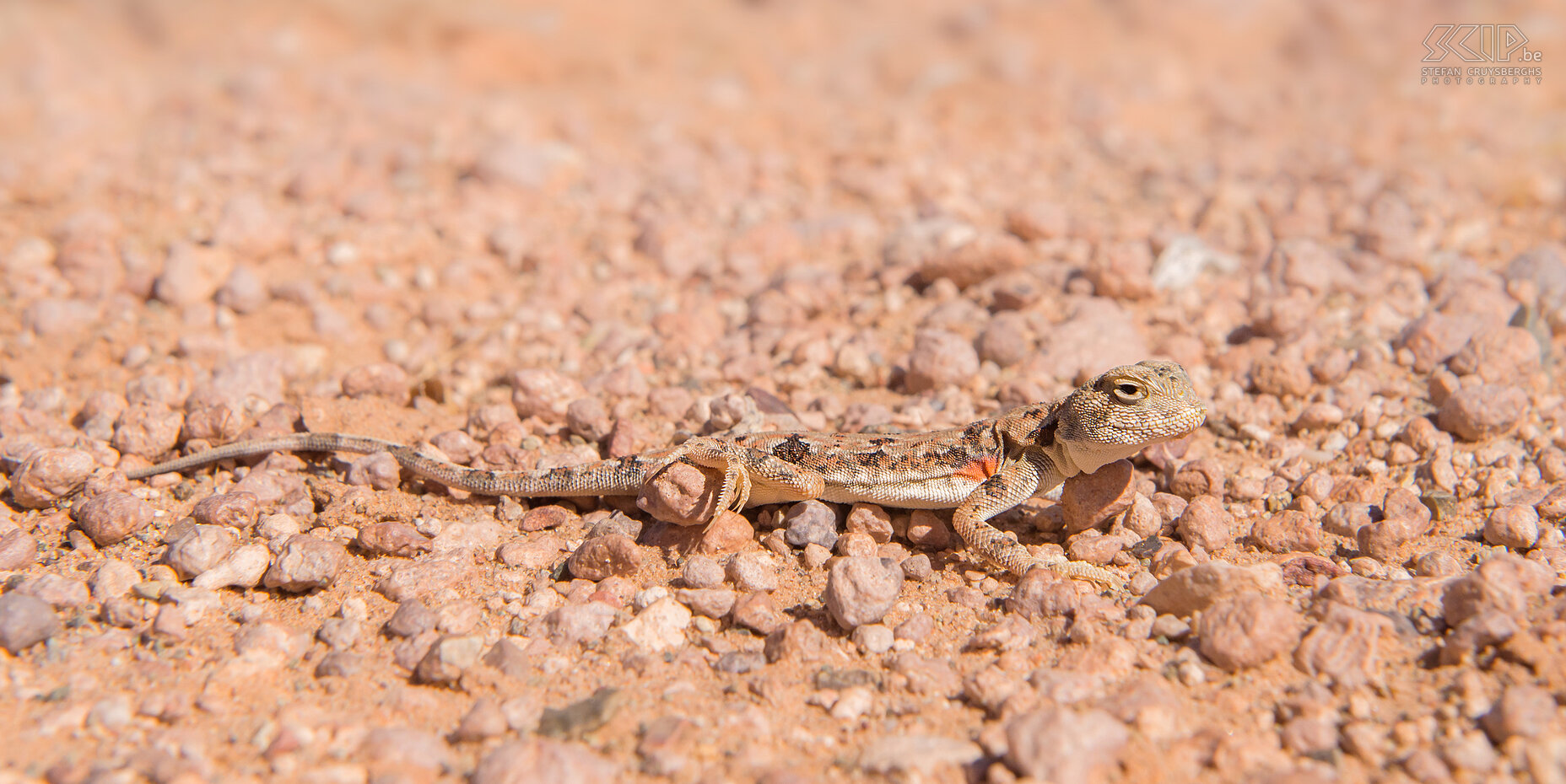 Gobi - Bayanzag - Paddenkopagame De goed gecamoufleerde en snelle paddenkopagame (Tuva toad-head agama, Phrynocephalus versicolor), een veel voorkomende hagedis. Stefan Cruysberghs